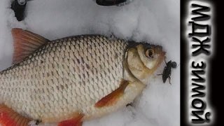 Рыбалка на Северском Донце в феврале. Winter fish.