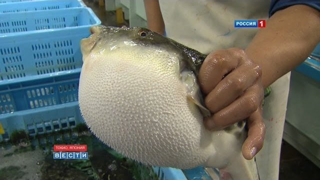 Рыба фугу: рискованный деликатес / Fugu-fish: risky Japanese delicacy