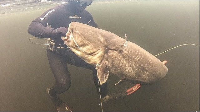 Подводная Охота. Сом 70 кг... Spearfishing Catfish 70 kg.