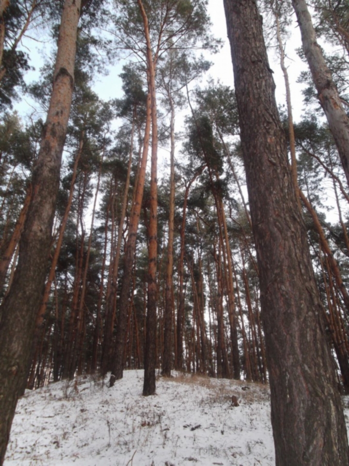 Зимний лес. Ст. Салтов 2012.