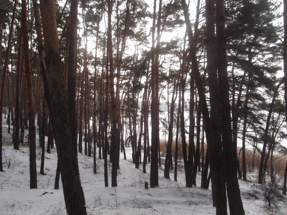 Зимний лес. Ст. Салтов 2012.