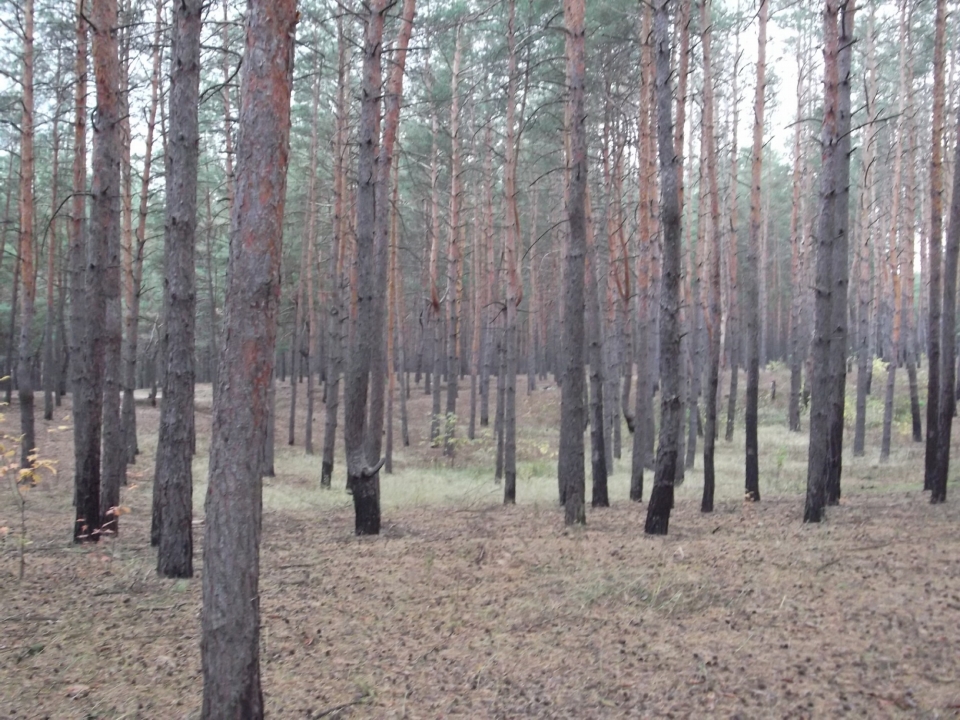 Сосновый лес и в октябре красив.