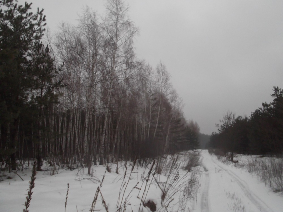 Лесная дорога в зимнем лесу.