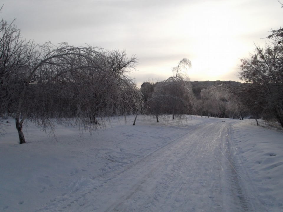 Березки.